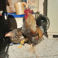 اسباب‌بازی