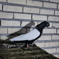 ماده سینه سیاه|پرنده|سوسنگرد, |دیوار