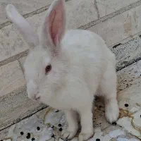 خرگوش نر سفید چشم قرمز