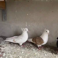 کفتر|پرنده|اشترینان, |دیوار