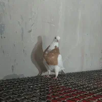 کفتر کبوتر طوقی کله