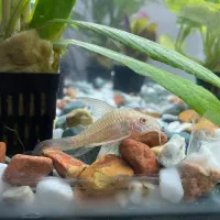 معاوضه اکواریوم با پرنده