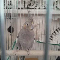 عروس هلندی|پرنده|اصفهان, دستگرده|دیوار