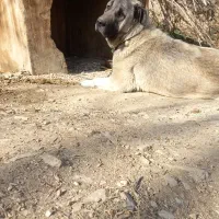 سگ سرابی ماده