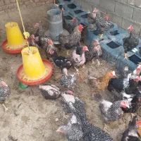 مرغ گل باقالی چهل تاج|حیوانات مزرعه|باشتین, |دیوار