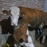 گاو سیمنتال|حیوانات مزرعه|تبریز, |دیوار