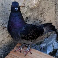 کفتر پرشی تهرانی به شرط