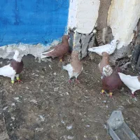 کفتر سرخ دم سفید دوت نر چهارت طوقی نر دوت کله