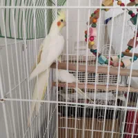 عروس هلندی|پرنده|رودبار, |دیوار