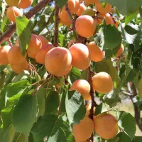 فروش نهال میوه و خشکبار لیبل‌دار|خدمات باغبانی و درختکاری|شیراز, باغ تخت|دیوار