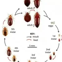 سم پاشی با تجربه|خدمات نظافت|بوشهر, |دیوار