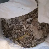 چند عدد گونی کود کبوتر بفروش میرسد