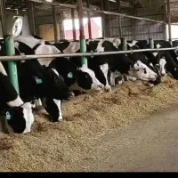 باگاس نیشکر خوزستان|عمده‌فروشی|کارون, |دیوار