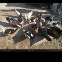 اردک|حیوانات مزرعه|انبارآلوم, |دیوار