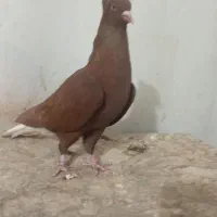 سرخ دم سفید|پرنده|بهبهان, |دیوار