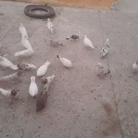 حدودآ۲۰عددکبوتر بفروش میرسد|پرنده|کوراییم, |دیوار