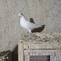 کبوتر کله دار