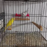 جفت مرغ عشق ابلغ