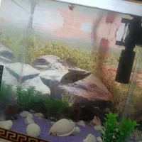 اکواریوم شیشه خم با وسایل