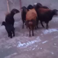 فروش 6 راس میش قزل افشار