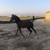 کره مادیان پنج ماهه