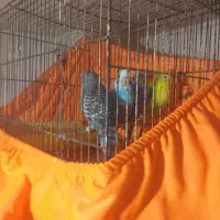 مرغ عشق باقفس