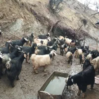 چوشتیری جوان آوس لسرگوان