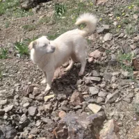 واگذاری پاکوتاه سگ