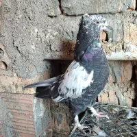 کبوتر|پرنده|سرخنکلاته, |دیوار