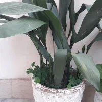 گل یوکا و گل عبایی با گلدان بزرگ|گل و گیاه طبیعی|رشت, توشیبا|دیوار