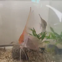 ماهی آنجل وارداتی نر