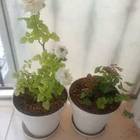 گل طبیعی