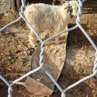 کره چپش|حیوانات مزرعه|کهنوج, |دیوار