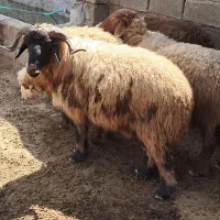 قوچ ۲ ساله و یک گوسفند جوان