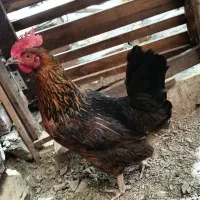 مرغ تخمگذار