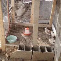 کلو حیوان|لوازم جانبی حیوانات|گرگان, |دیوار