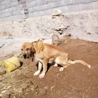 واگذاری پژدر