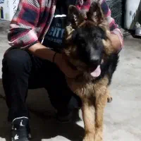 واگزاری سگ ژرمن شپرد شولاین اصل 1 ساله