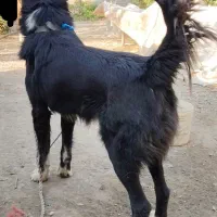 سگ سراب فی ۵