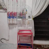 طوطی راهب