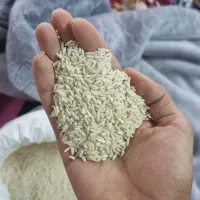 برنج علی کاظمی
