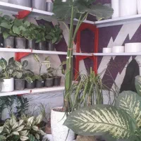 گل بابا دم بزرگ