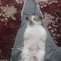 پاکوتاه اروم