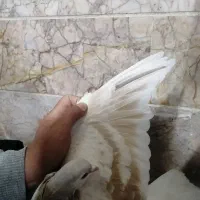 کبوتر ساده هفترنگ ذاغ آبادانی