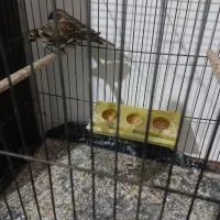 سهره گلبسر|پرنده|قزوین, |دیوار