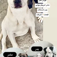 واگذاری سگ‌