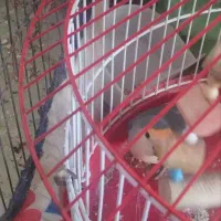 طوطی|پرنده|رباط‌کریم, نصیرشهر|دیوار