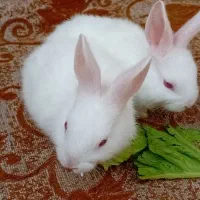 خرگوش نیوزلند وایت