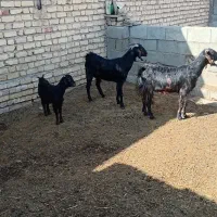 بزه کهردار|حیوانات مزرعه|ارسنجان, |دیوار