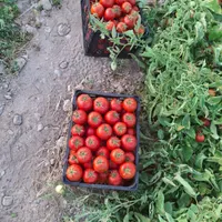 سرکارگر|خدمات باغبانی و درختکاری|فیروزآباد (فارس), |دیوار